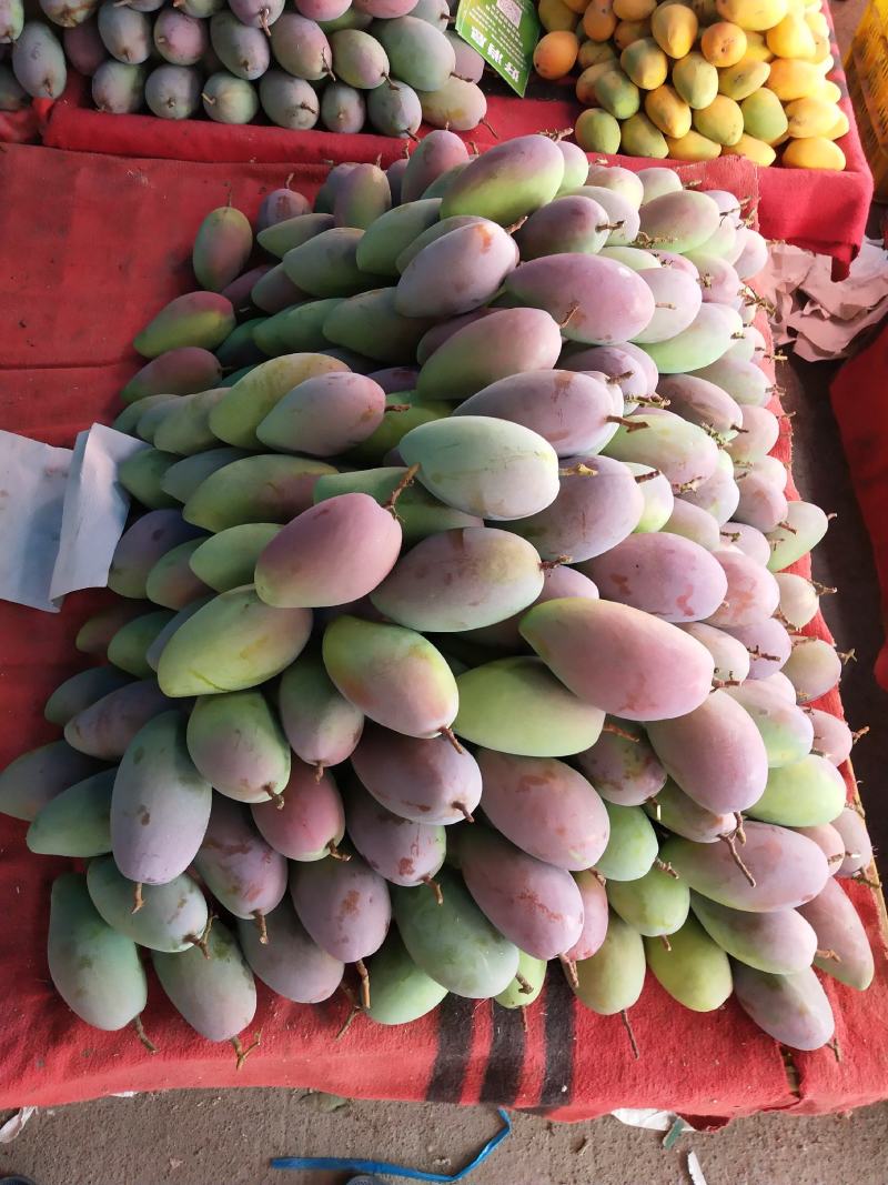 百色贵妃芒果每年6月份开始大量上市。每天供货量充足质量好