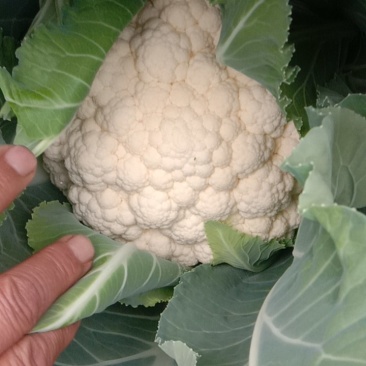 冷棚优质菜花