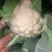 冷棚优质菜花