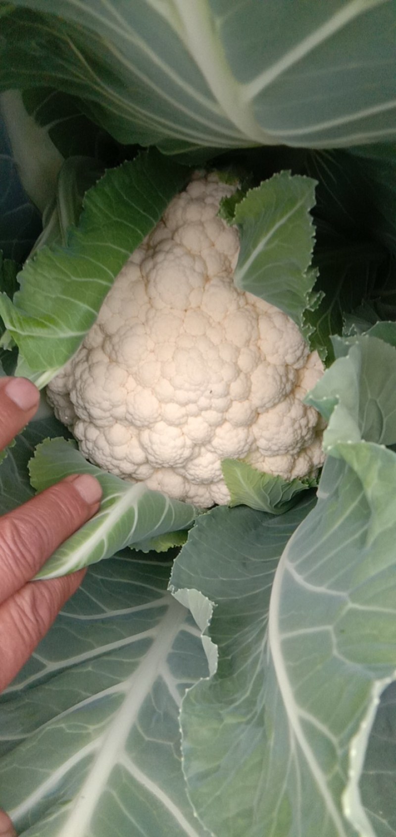 冷棚优质菜花