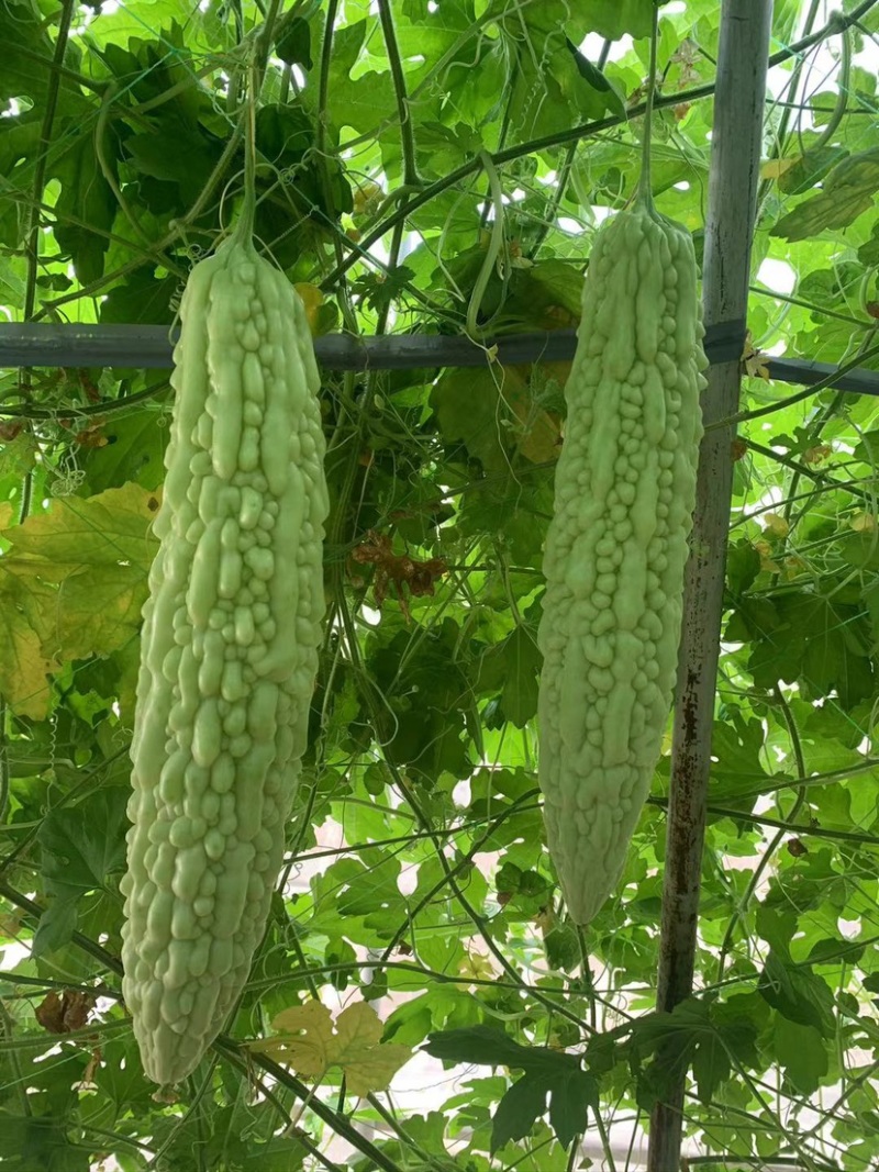 珍珠苦瓜苗（刺瘤型，大棚种植更出色），欢迎来电咨询
