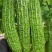 珍珠苦瓜苗（刺瘤型，大棚种植更出色），欢迎来电咨询