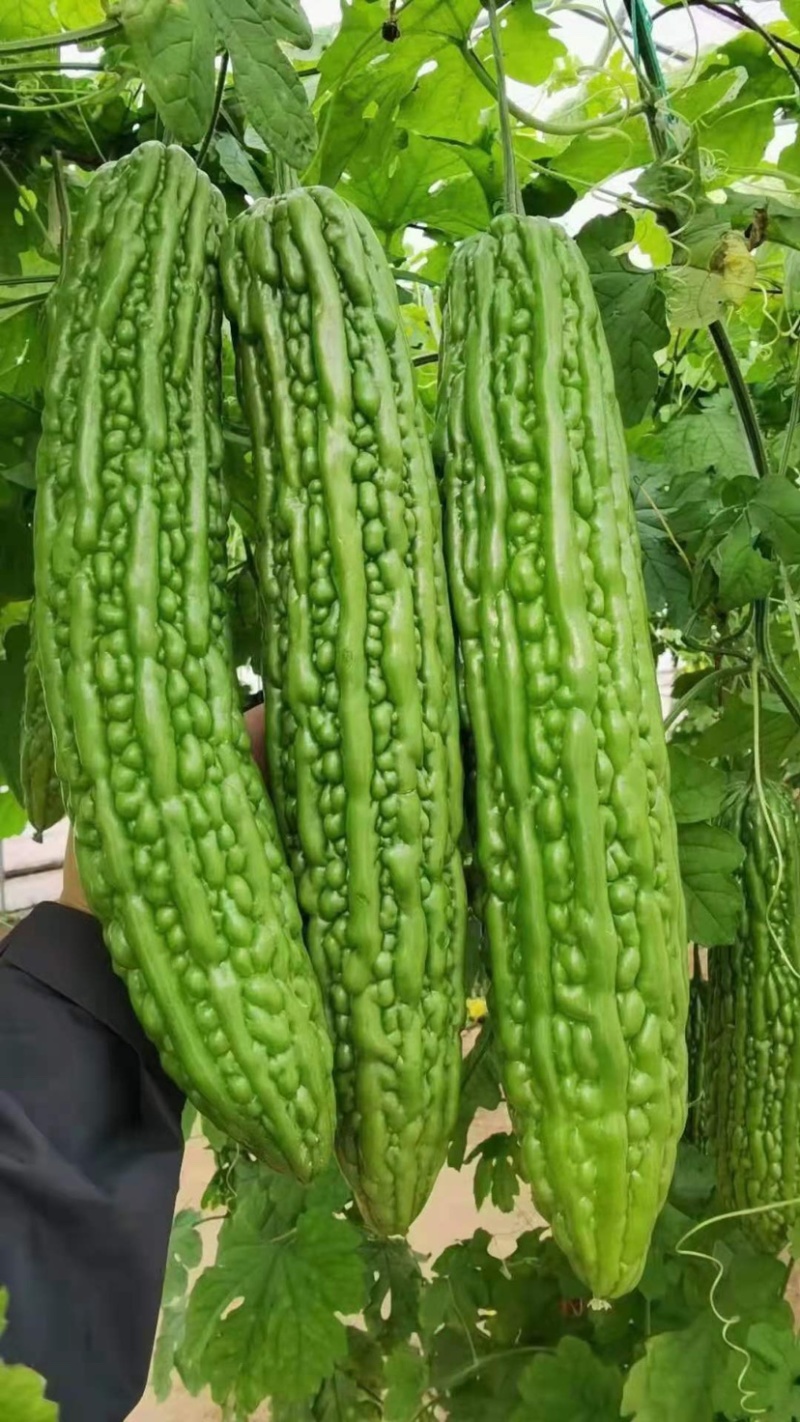 珍珠苦瓜苗（刺瘤型，大棚种植更出色），欢迎来电咨询
