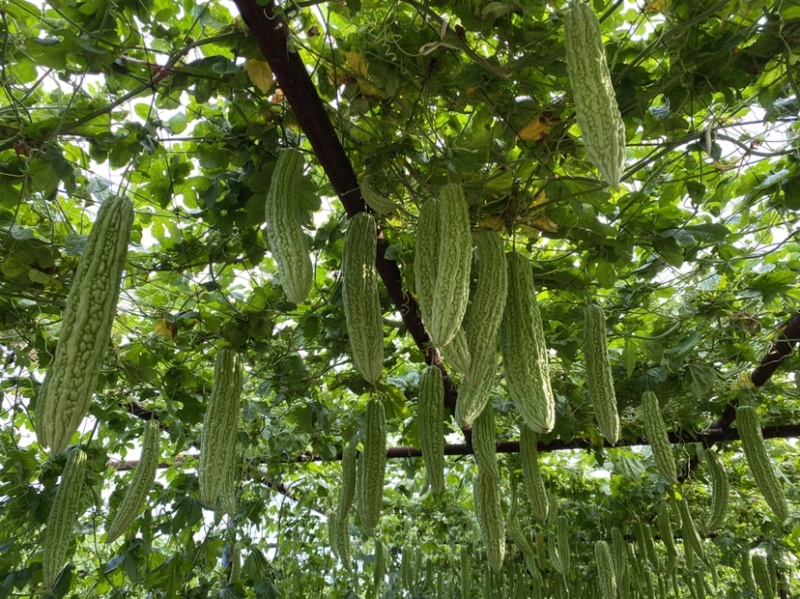 珍珠苦瓜苗（刺瘤型，大棚种植更出色），欢迎来电咨询
