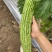 珍珠苦瓜苗（刺瘤型，大棚种植更出色），欢迎来电咨询