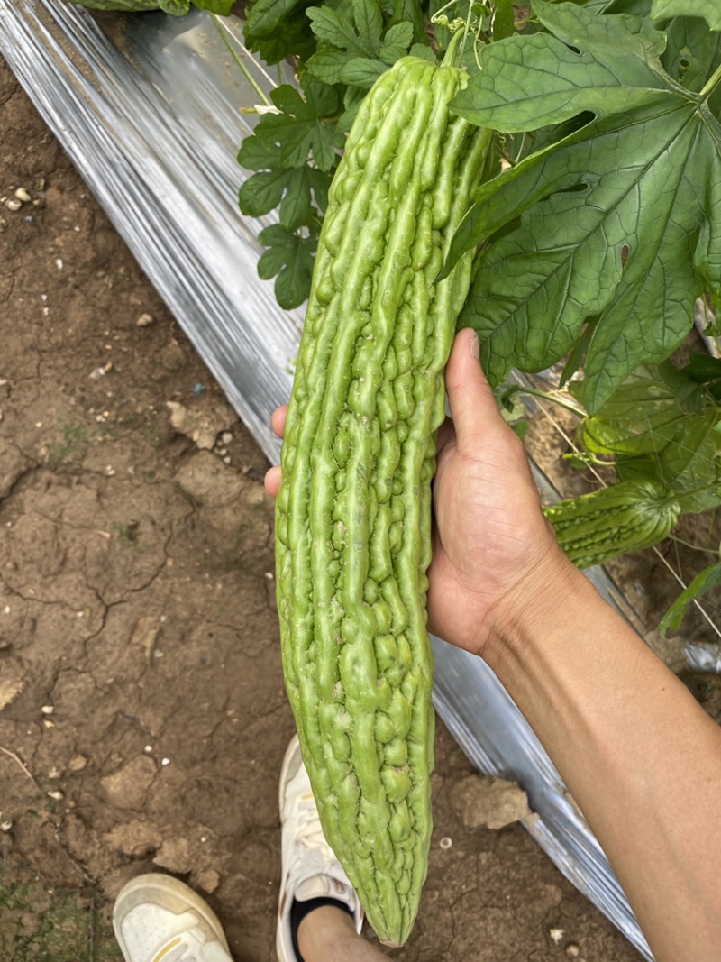 珍珠苦瓜苗（刺瘤型，大棚种植更出色），欢迎来电咨询