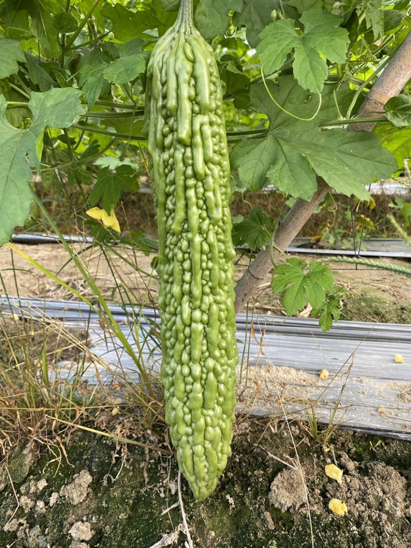珍珠苦瓜苗（刺瘤型，大棚种植更出色），欢迎来电咨询