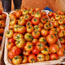 精品西红柿，硬果，耐运输，产地直供，超市，电商，市场