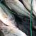 鲈鱼加州鲈鱼品质保证垂钓专用，塘口直供可送货