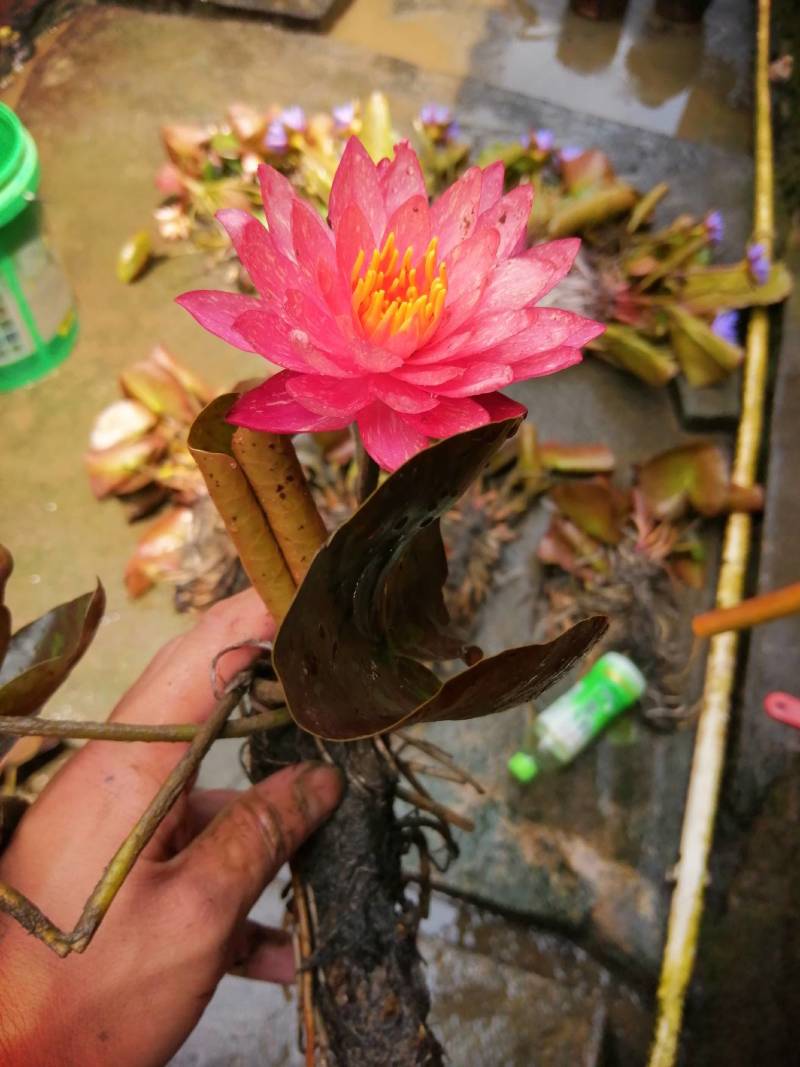 睡莲花，万维沙，根长10公分，耐寒品，花色艳丽