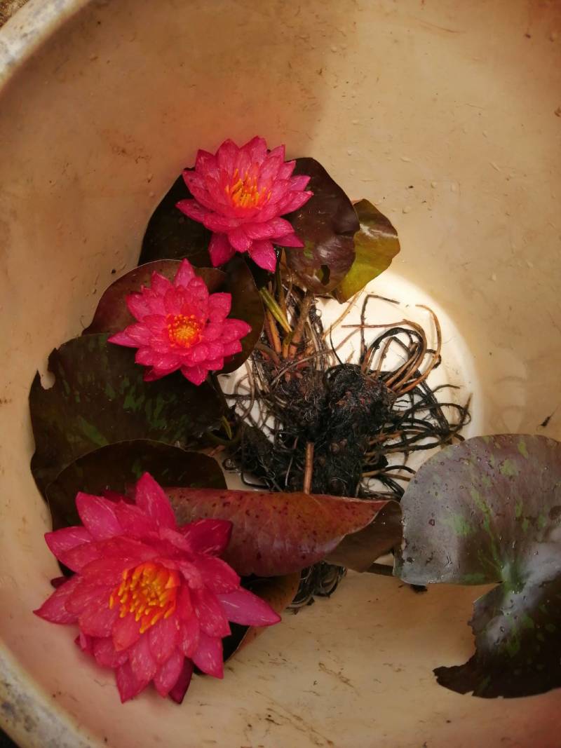 睡莲花，万维沙，根长10公分，耐寒品，花色艳丽