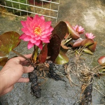 睡莲花，万维沙，根长10公分，耐寒品，花色艳丽
