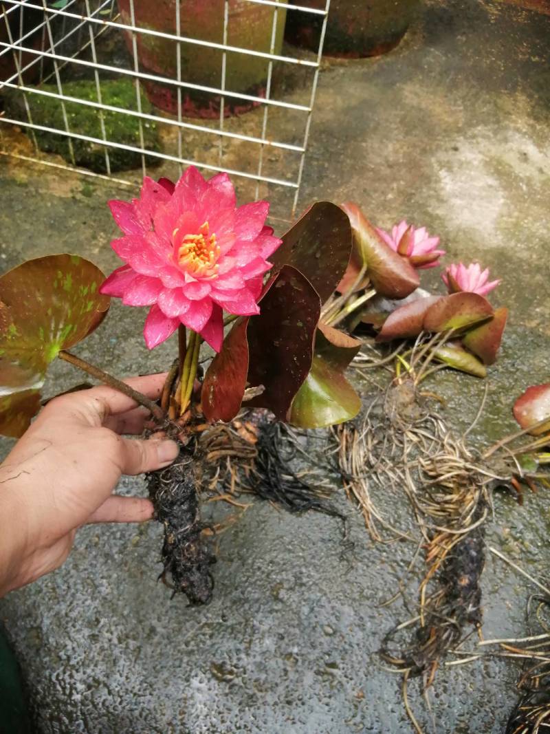 睡莲花，万维沙，根长10公分，耐寒品，花色艳丽
