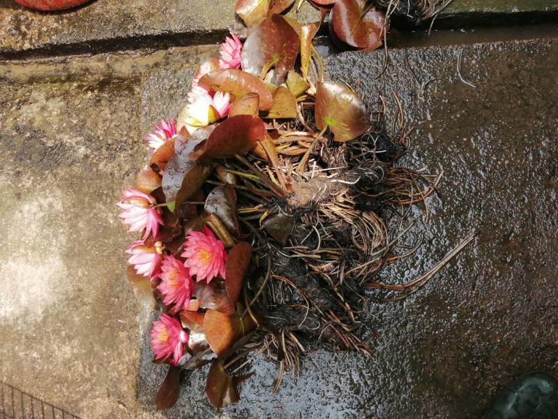 睡莲花，万维沙，根长10公分，耐寒品，花色艳丽