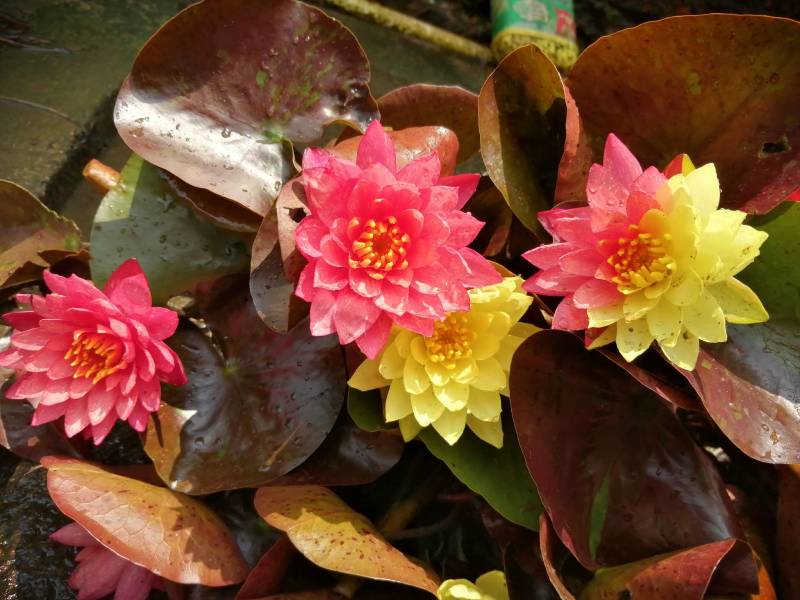 睡莲花，万维沙，根长10公分，耐寒品，花色艳丽