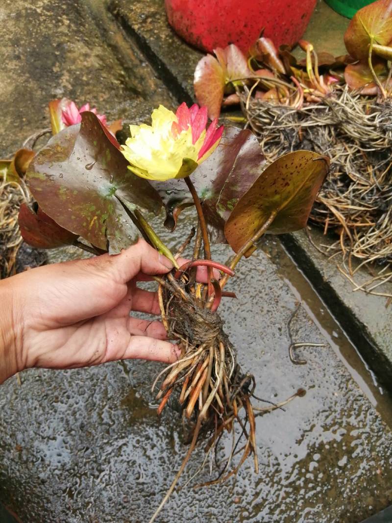 睡莲花，万维沙，根长10公分，耐寒品，花色艳丽