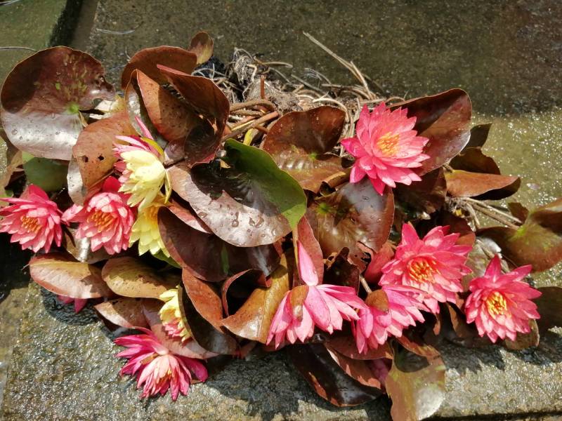睡莲花，万维沙，根长10公分，耐寒品，花色艳丽