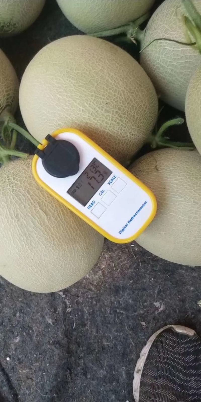 山东莘县鲁厚甜高端网纹瓜大量现货天天供应商超对接