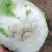 白菜冷棚黄心白菜大量上市适合各大超市市场批发