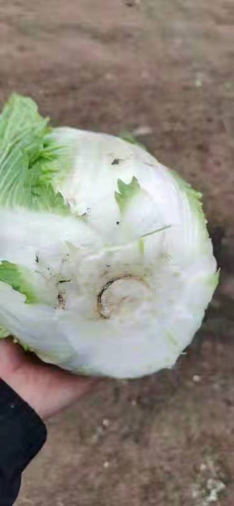 白菜冷棚黄心白菜大量上市适合各大超市市场批发