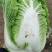 白菜冷棚黄心白菜大量上市适合各大超市市场批发