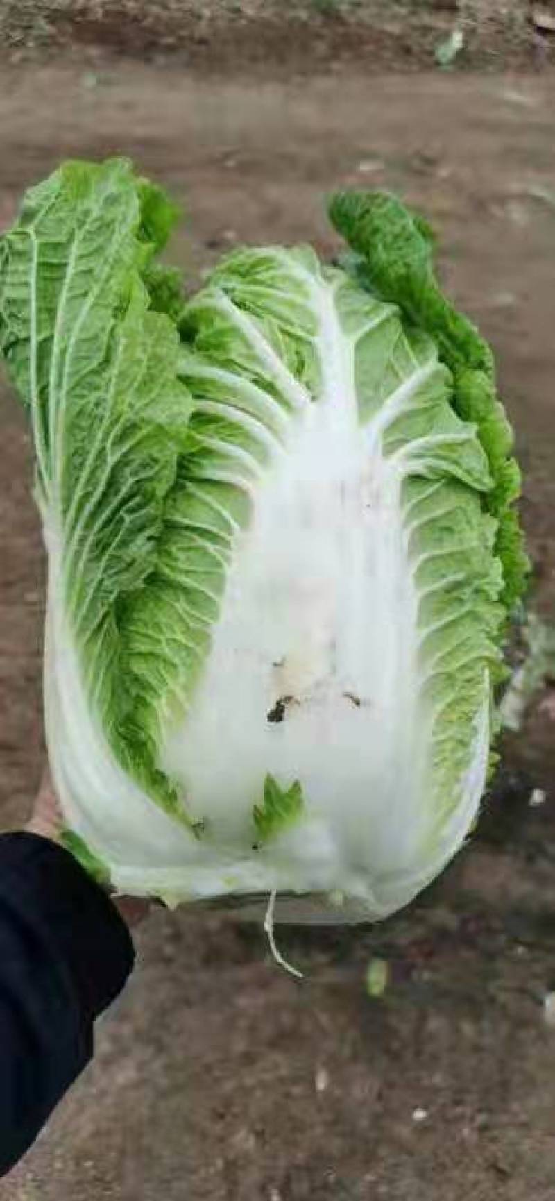 白菜冷棚黄心白菜大量上市适合各大超市市场批发