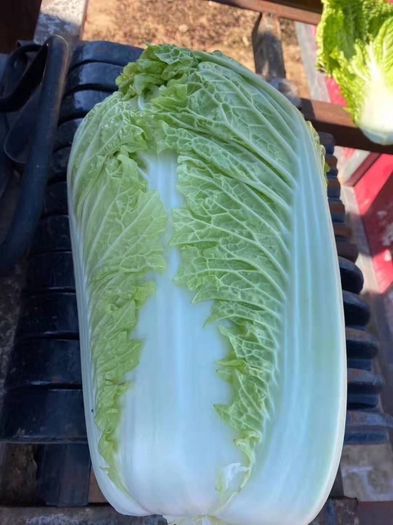 白菜冷棚黄心白菜大量上市适合各大超市市场批发