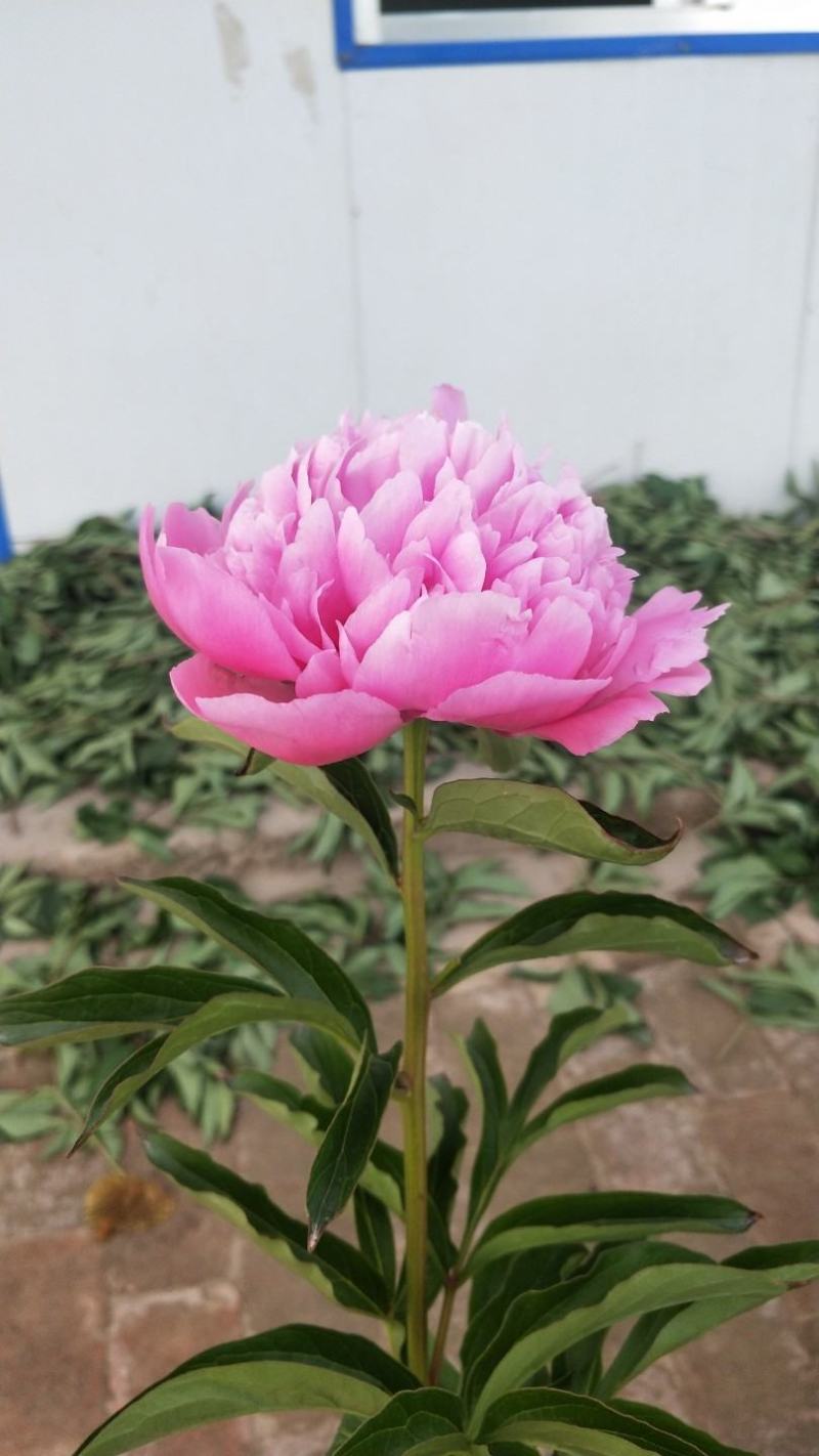 芍药鲜切花，