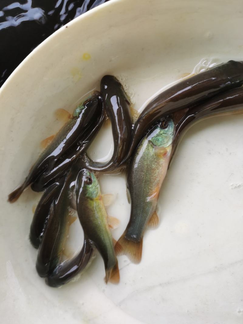 丁桂鱼苗、丁鱥鱼苗、绿丁桂鱼苗，全国发货，欢迎咨询订购