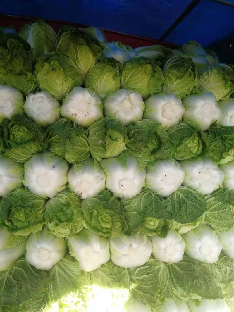 白菜冷棚黄心白菜大量上市适合各大超市市场批发