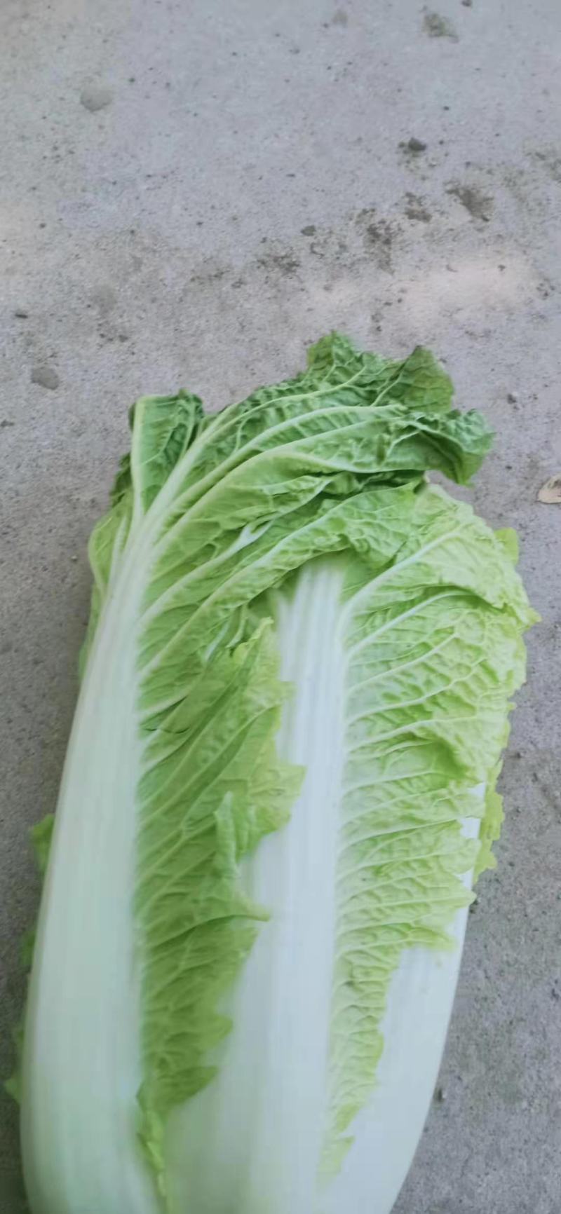 白菜冷棚黄心白菜大量上市适合各大超市市场批发