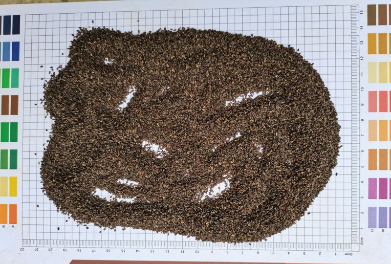 车前子(包邮)，3斤起批发，零售量大从优
