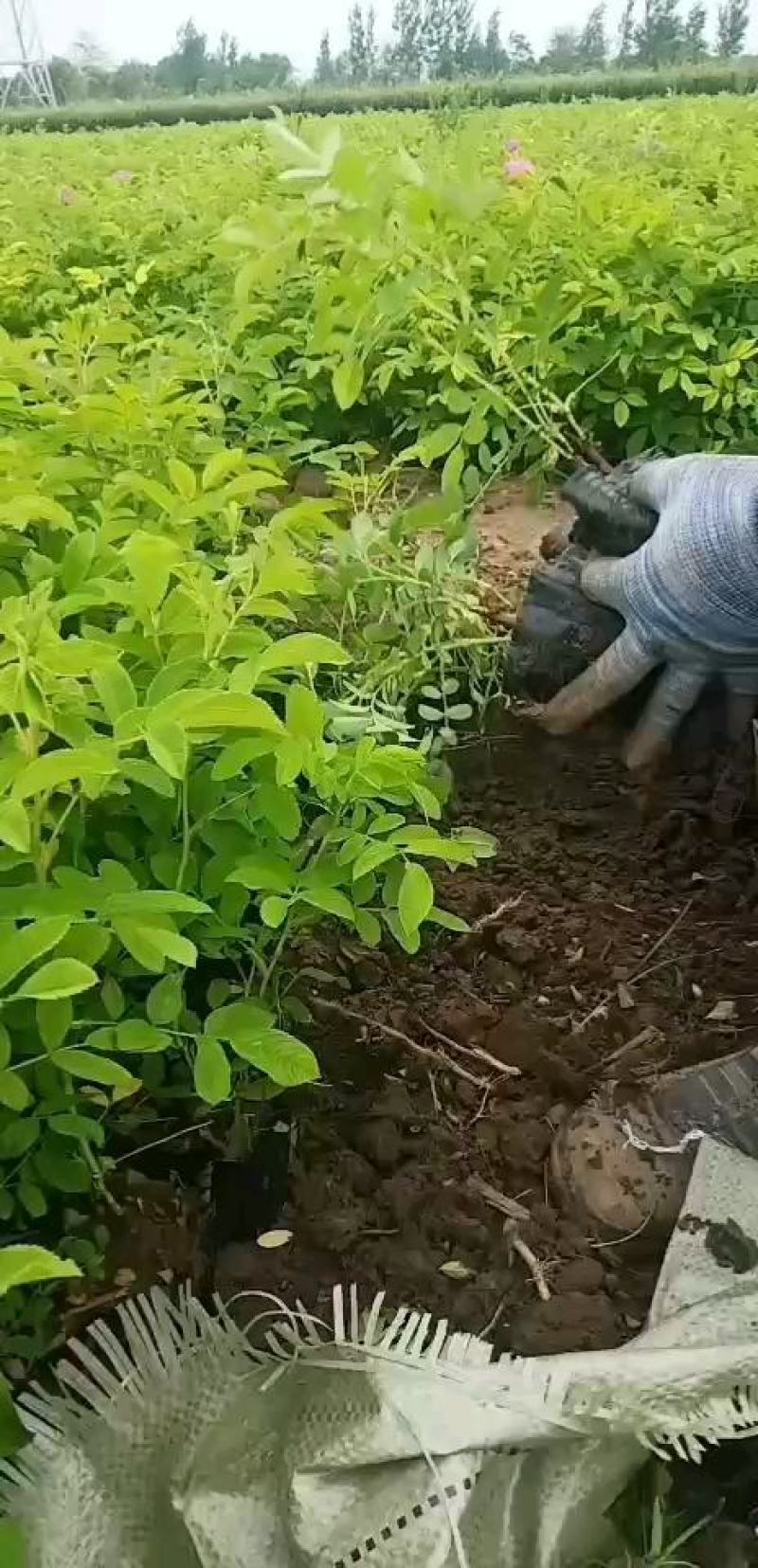 四季玫瑰营养钵苗扦插紫枝玫瑰苗