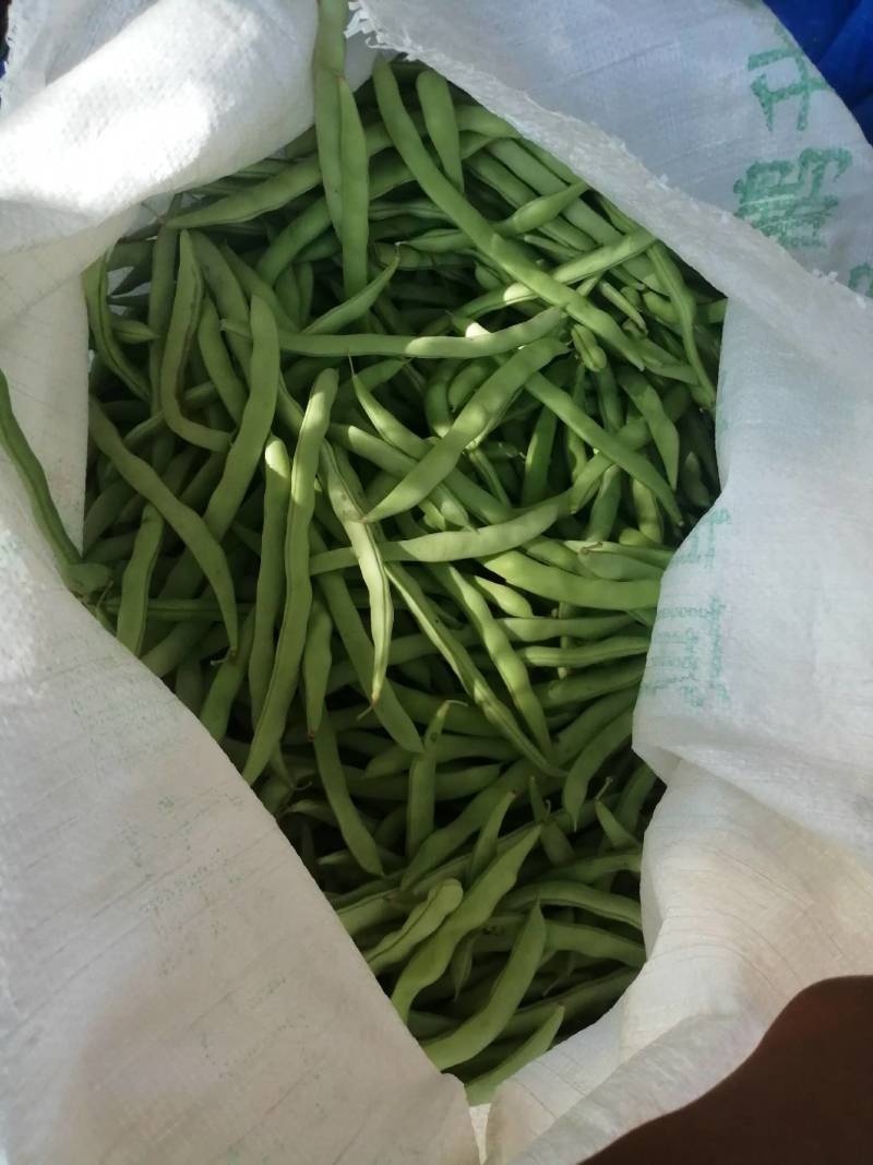 本地四季豆和白不老豆子大量上市了质量好颜色好无虫条形好