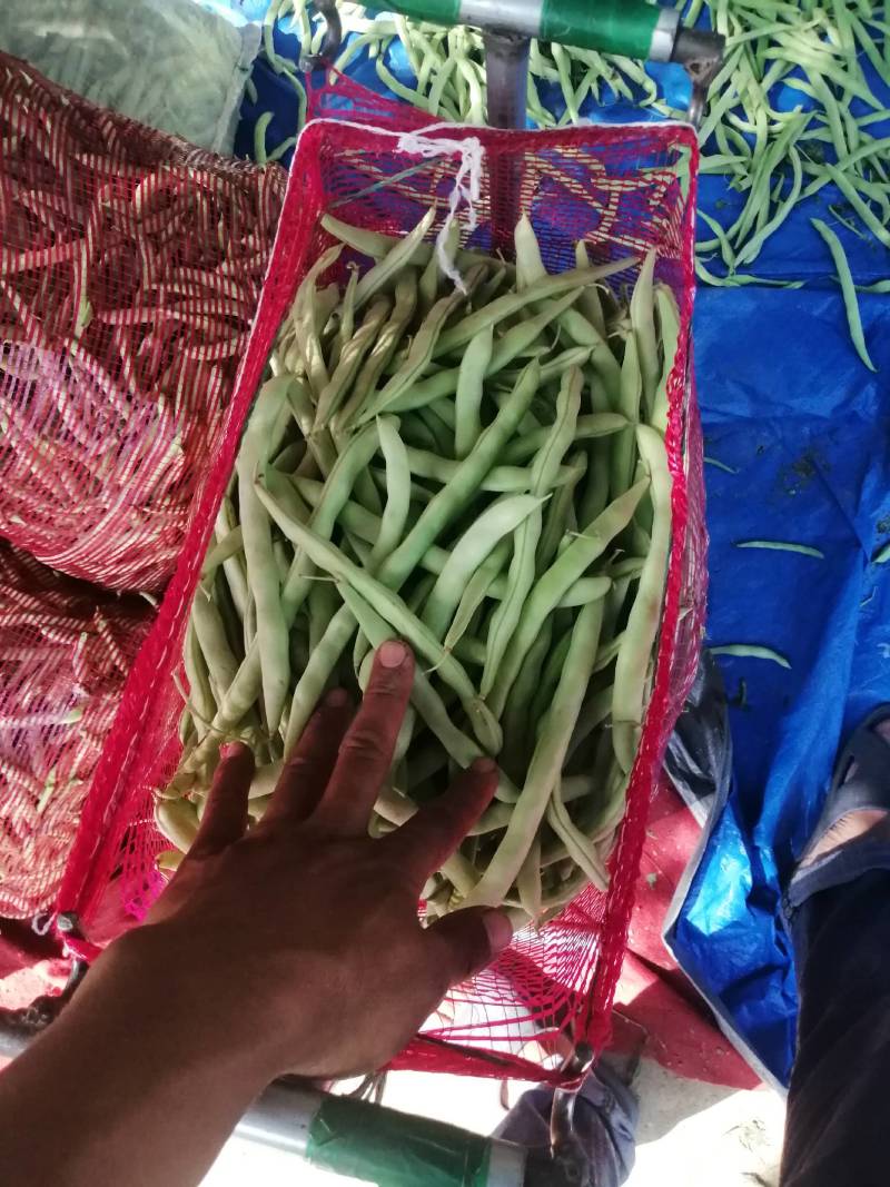 本地四季豆和白不老豆子大量上市了质量好颜色好无虫条形好