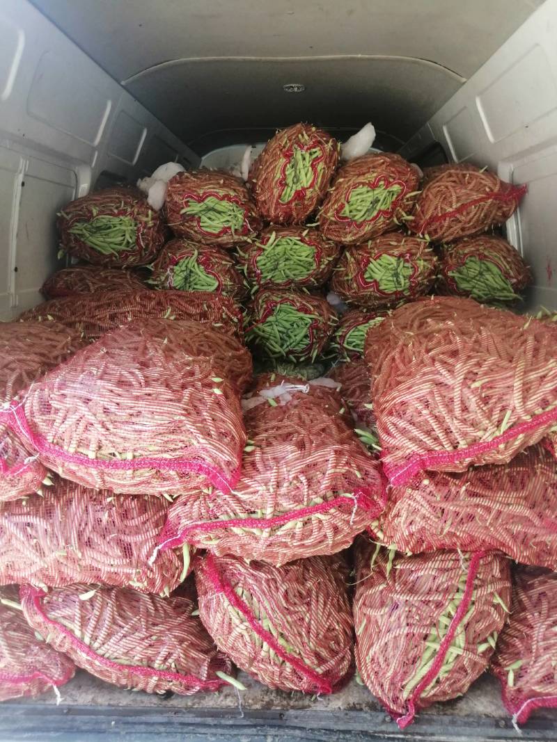 本地四季豆和白不老豆子大量上市了质量好颜色好无虫条形好