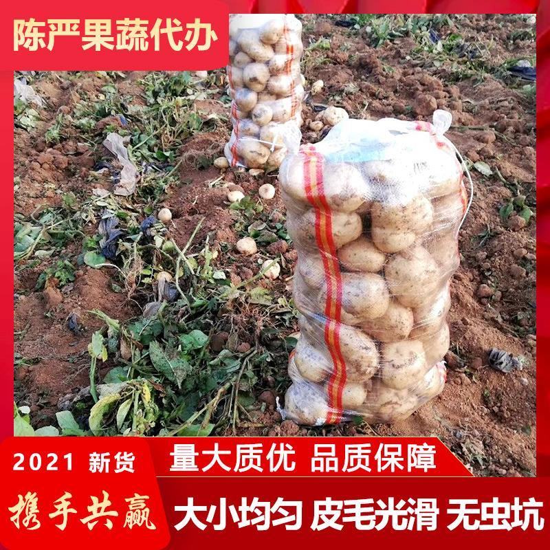 辽宁绥中沃土黄皮黄心土豆大量现货货源充足个大皮毛亮