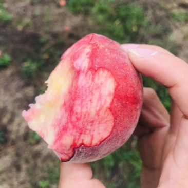 鲜果城堡血丝蜜桃大量上市，承接各大平台，支持一件代发