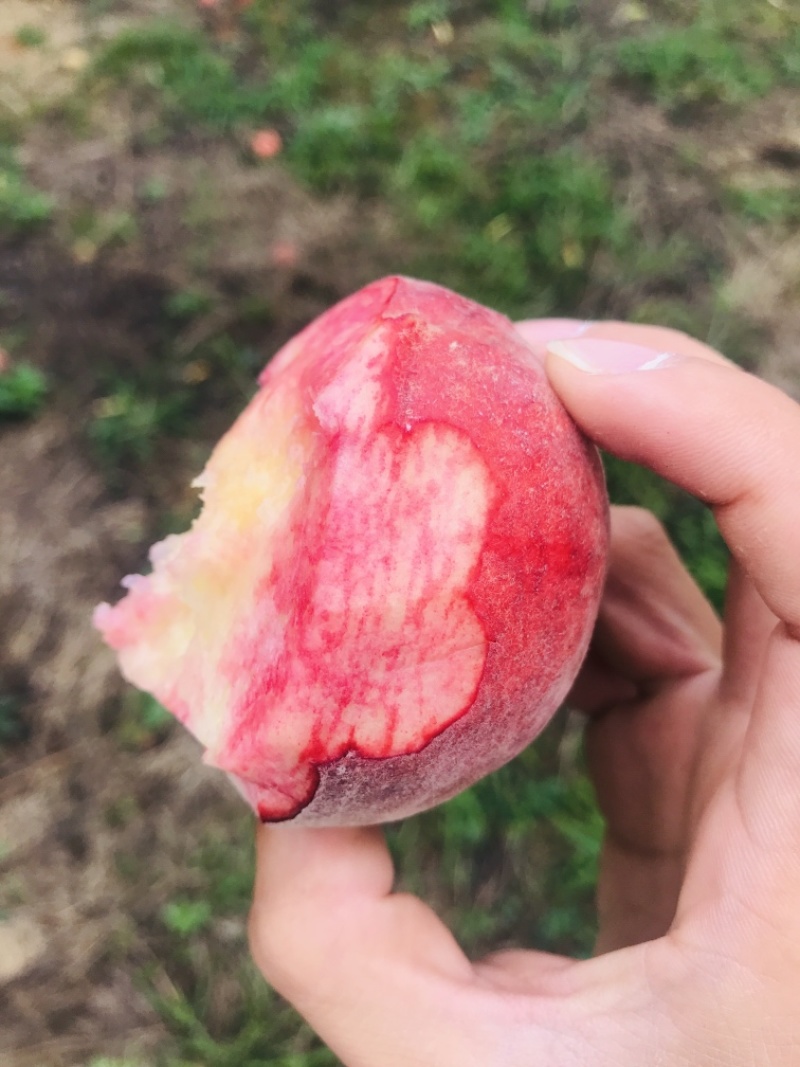 鲜果城堡血丝蜜桃大量上市，承接各大平台，支持一件代发