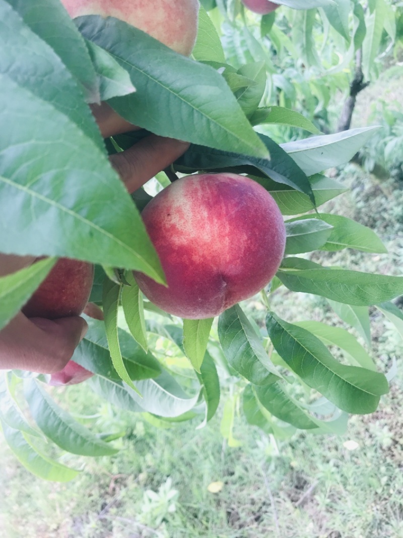 鲜果城堡血丝蜜桃大量上市，承接各大平台，支持一件代发