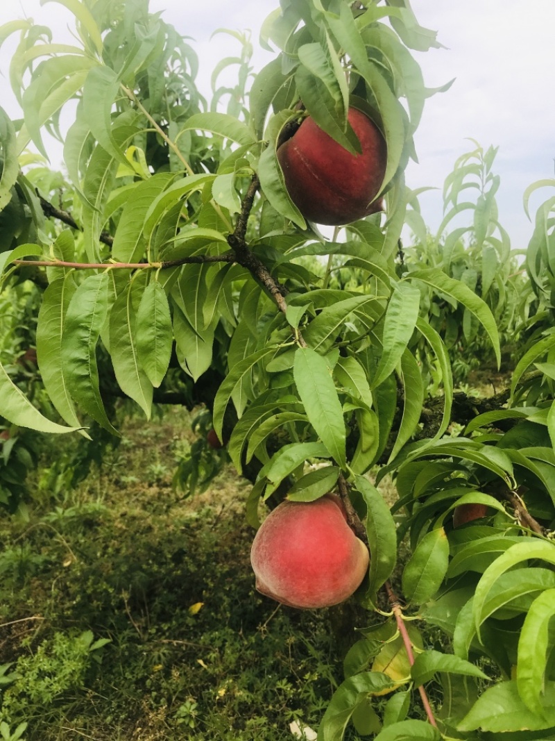 鲜果城堡血丝蜜桃大量上市，承接各大平台，支持一件代发