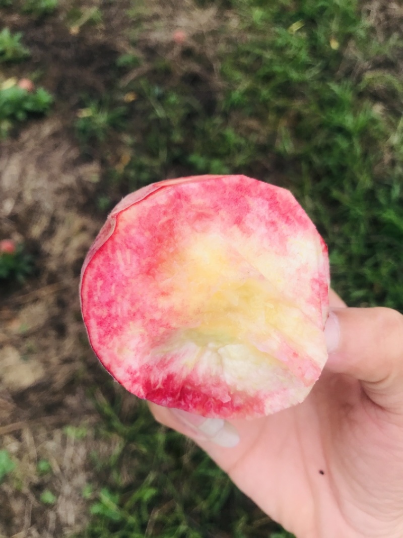 鲜果城堡血丝蜜桃大量上市，承接各大平台，支持一件代发
