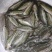 【推荐】优鲈1号苗、渔场直发，已驯化饲料，欢迎咨询订购