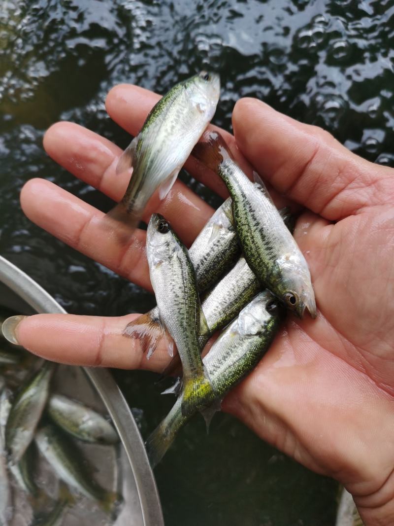 【推荐】优鲈1号苗、渔场直发，已驯化饲料，欢迎咨询订购