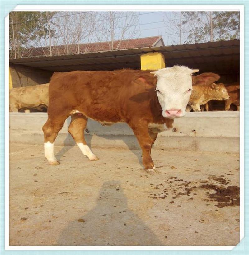 小黄牛活体西门塔尔牛牛犊活体肉牛犊3-6个月纯种小牛犊幼