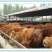 小黄牛活体西门塔尔牛牛犊活体肉牛犊3-6个月纯种小牛犊幼