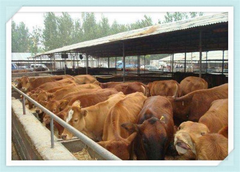 小黄牛活体西门塔尔牛牛犊活体肉牛犊3-6个月纯种小牛犊幼