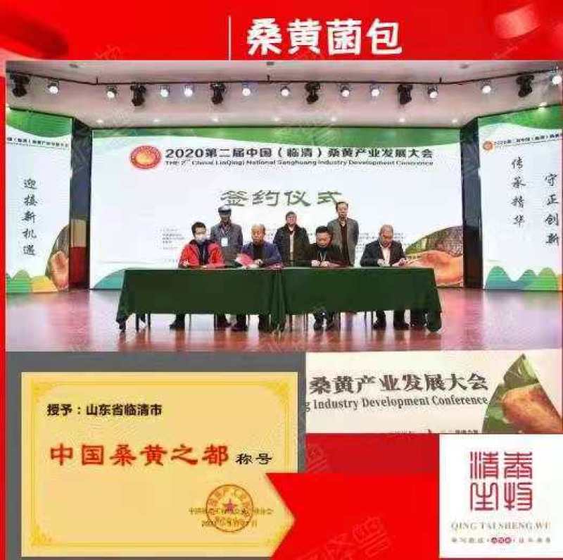 大量销售纯桑木桑黄菌包大量上市品质保证