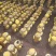 大量销售纯桑木桑黄菌包大量上市品质保证