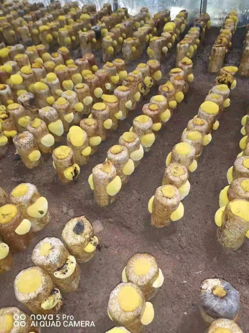 大量销售纯桑木桑黄菌包大量上市品质保证